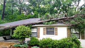 top-ten-tree-problems